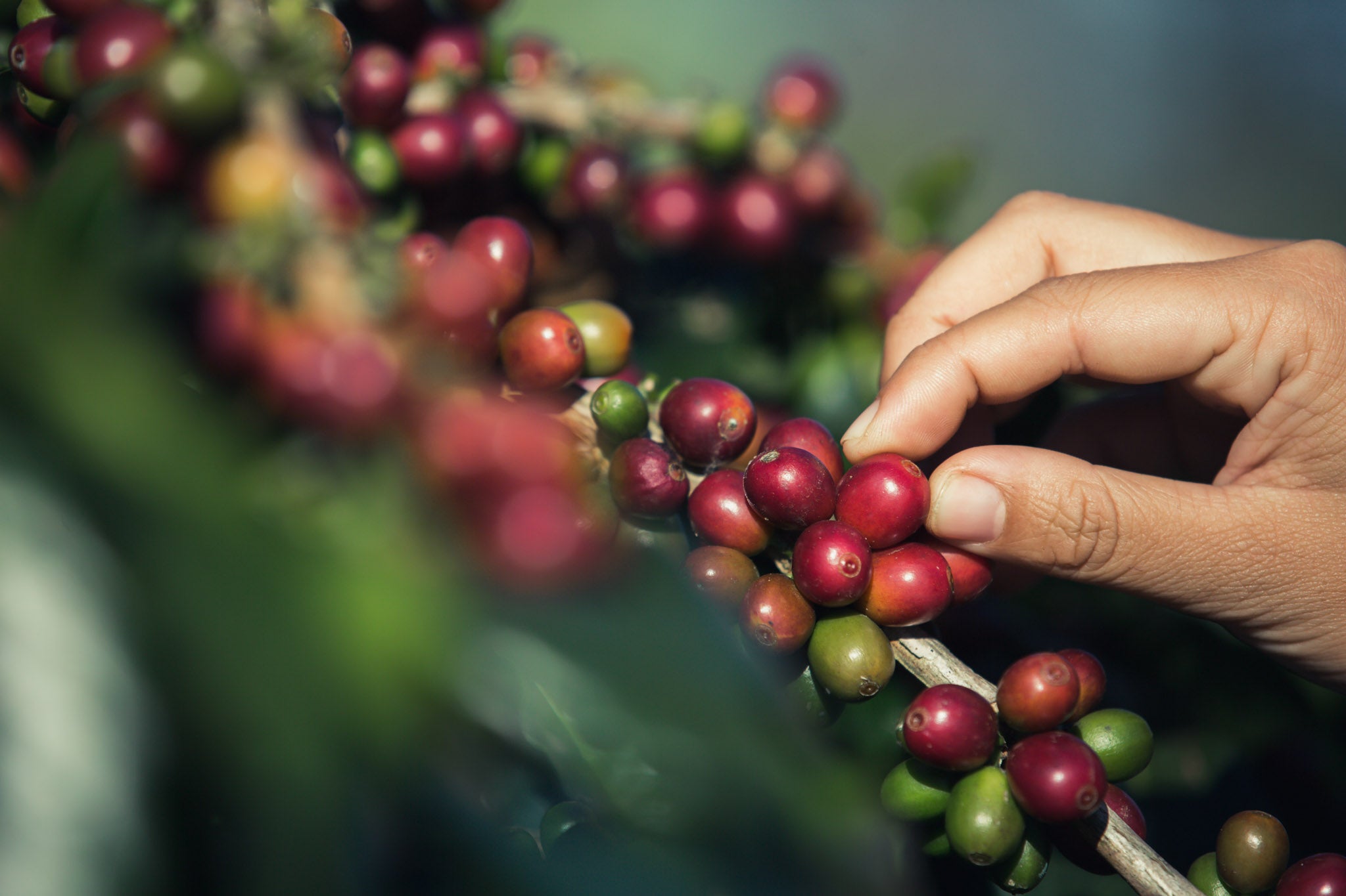 hands-that-are-picking-coffee-beans-from-coffee-tree_1.jpg